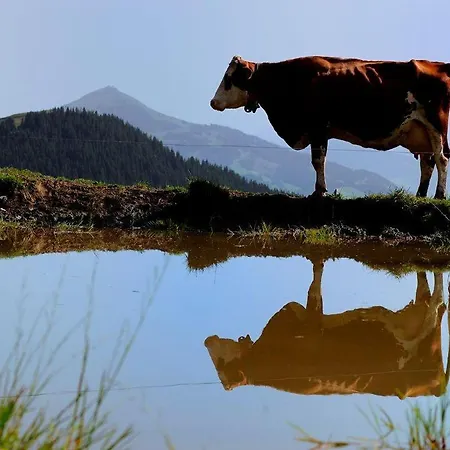 Urlaub-am-bio-bauernhof-achrainer-moosen-alpenrose